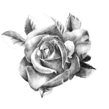 Pencil Drawing Of A Rose Closeup On A White Background