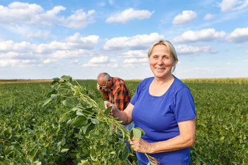 Poster - Senior couple working in soybean field and examining crop