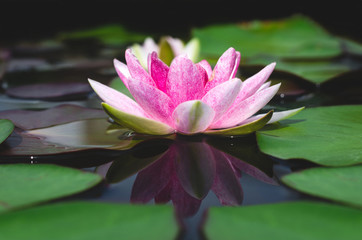 Wall Mural - beautiful lotus flower natural in pond.