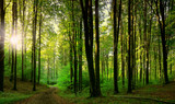 Fototapeta Fototapeta las, drzewa - rezerwat buków