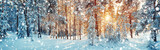 Fototapeta Na ścianę - Pine trees covered with snow on frosty evening. Beautiful winter panorama at snowfall