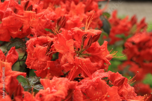Zdjęcie XXL czerwony kwiat rododendronów