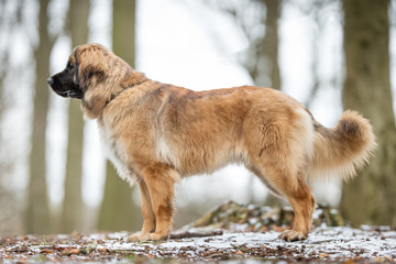 Wall Mural - Leonberger dog