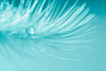 Wall Mural - a drop of water on a bird's feather on a blue background. a beautiful and gentle macro-selective foc