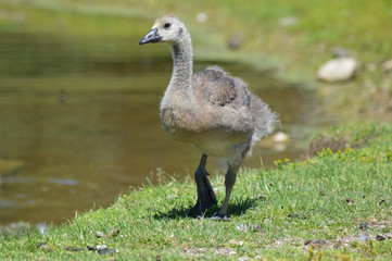 Wall Mural - Geese at the pond