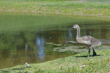 Wall Mural - Geese at the pond