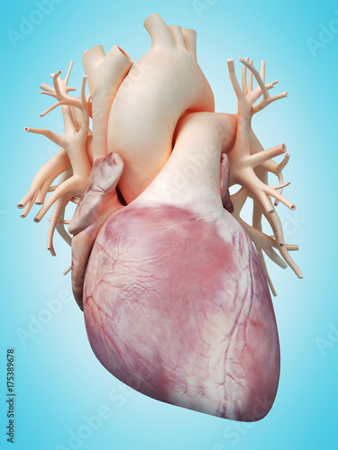 3d-odplacajaca-sie-medically-scisla-ilustracja-ludzki-serce