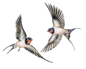 Swallow. Birds in flight isolated on white background. Watercolor. Illustration. Template.