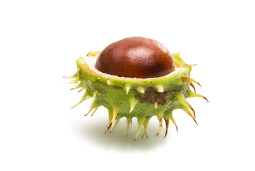 Sticker - chestnut isolated