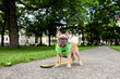 © jdanielle/Stocksy - A french bulldog puppy with harness and leash standing on the sidewalk outside.