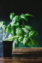 Potted Basil Plant.
