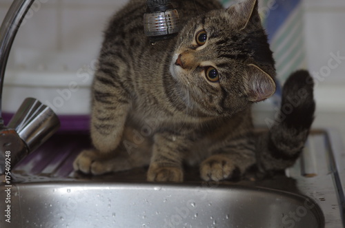 Cat Drinking And Playing With Water From Faucet Buy This Stock