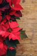 Euphorbia pulcherrima  Flor de Navidad Poinsettia Weihnachtsstern Nochebuena Αλεξανδρινό Pflanze Corona del Inca Stella di natale pascua Poinsetia 一品紅 Joulutähti Julstjärna krukväxt