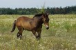 © butus - коричневая лошадь идёт по высокой зелёной траве