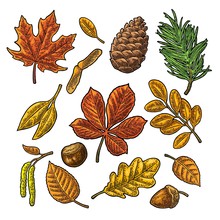 Set Leaf, Acorn, Chestnut And Seed. Vector Vintage Color Engraved