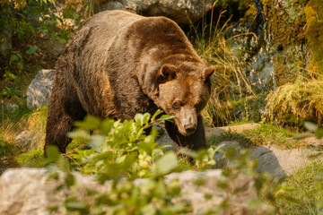 Big grizzly bear searching for food