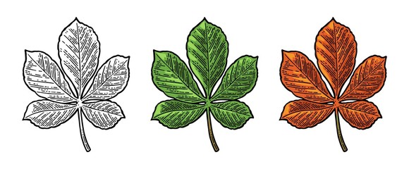 Chestnut leaf. Spring green and autumn orange. Vector engraved