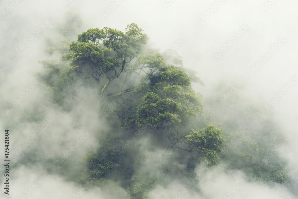 tropical forest in Japan, nature jungle with green tree and fog, concept of zin therapy  comfortable freedom relaxing for spa and yoga, eco natural sustainable conservation - obrazy, fototapety, plakaty 