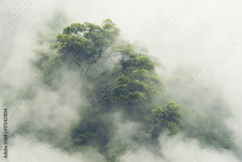 las-tropikalny-w-japonii-vintage-filtr-obrazu