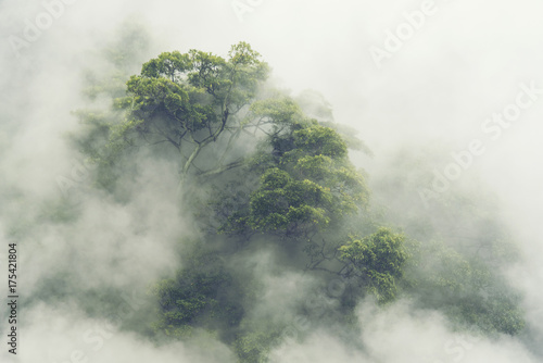 Fototapeta do kuchni tropical forest in Japan, vintage filter image