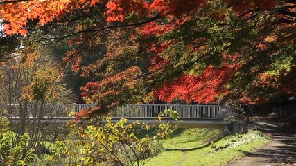 Wall Mural - Autumn Leaves / Fall Colors / Bridge - Fix/Tilt Up