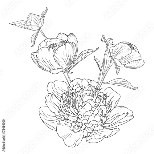 Peony Rose Flowers Bouquet Composition Detailed Realistic Outline Sketch Drawing Black Line Art On White Background Closeup Macro View Vector Design Illustration Stock Vector Adobe Stock