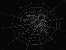 Black Spider On Spider Web