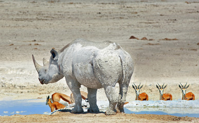 black rhino with back to camera with three springbok in the background standing in a straight line
