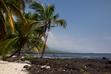 Poster - Palmen am Strand beim Puuhonua O Honaunau Park auf Big Island, Hawaii, USA.