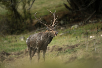 Wall Mural - cerf brame forest france