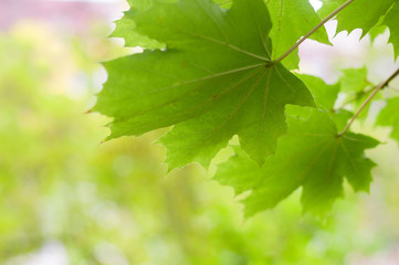 Wall Mural - Autumn green maple leaves on a tree branch