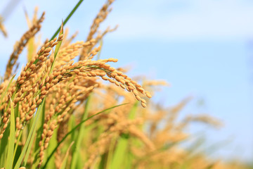 Rice paddies