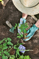 gardener planting tomato plant