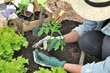 gardener planting vegetable