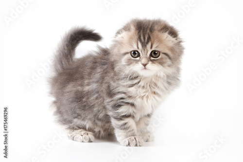 Cute Kitty Scottish Fold Cat Isolated On White Kaufen