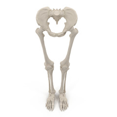 Wall Mural - Female Lower Body Skeleton on white. Front view. 3D illustration