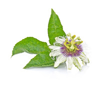 Passion Flower Isolated On White Background