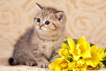 A Striped Kitten Of A British Cat And Yellow Flowers (isolated On White)