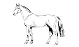 Fototapeta Konie - race horse without a harness drawn in ink by hand on white background in full length
