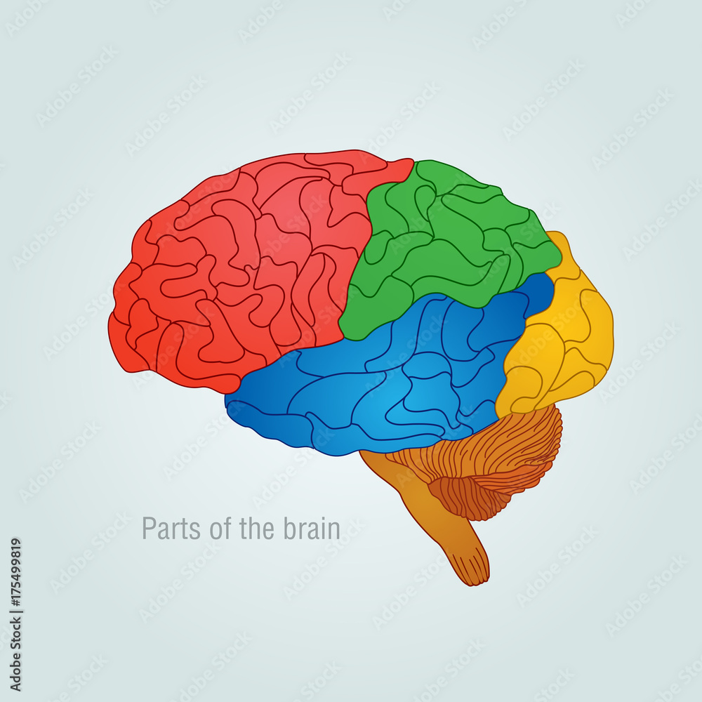 Parts of the brain. Color vector illustration Stock Vector | Adobe Stock