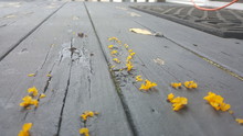 Fungus On Back Deck (witches Butter)
