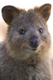 Fototapeta Zwierzęta - Quokka, Rottnest Island, Western Australia