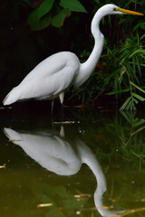  egret