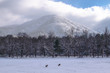 Buck deer foraging in a snowy meadow in Smoky Mtn Nat'l Park's Cades Cove