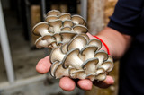 Fototapeta Łazienka - harvest of oyster mushrooms