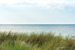Beach grass on coastal dunes in the northeastern german region Fish land, Darss, located in the federal state Mecklenburg Vorpommern. A beautiful landscape in north Germany