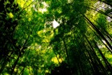 Fototapeta Krajobraz - Bamboo Forest