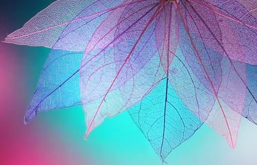 Aufkleber - Macro leaves background texture blue, turquoise, pink color. Transparent skeleton leaves. Bright expressive colorful beautiful artistic image of nature.
