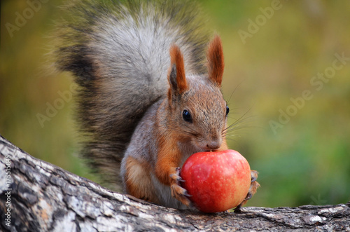 Zdjęcie XXL Wiewiórka z jabłkiem.