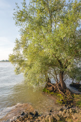 Sticker - Striking roots of a willow tree at the edge of a wide river